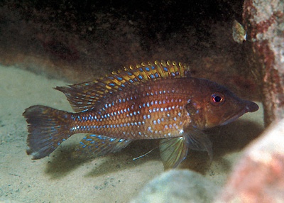 Gnathochromis permaxillaris 'Kambwimba'